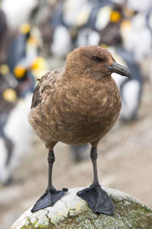 Brown Skua